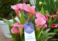 The Calla Royal Candyshop is a very popular variety because of its beautiful colour.